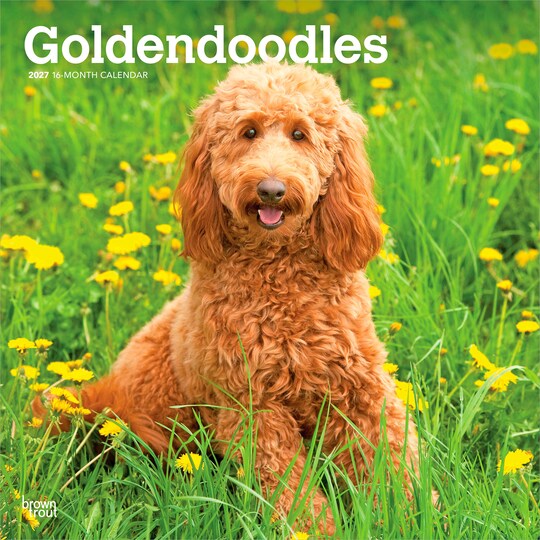BrownTrout; Goldendoodles | 2027 12 x 24 Inch (Hanging) Monthly Square Wall Calendar | Plastic-Free; Category:Wall Calendars; Image:1